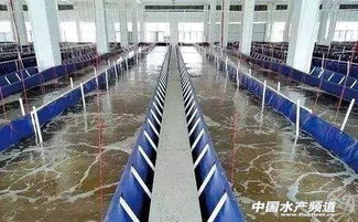 循環水養殖,哪種更有 錢 途